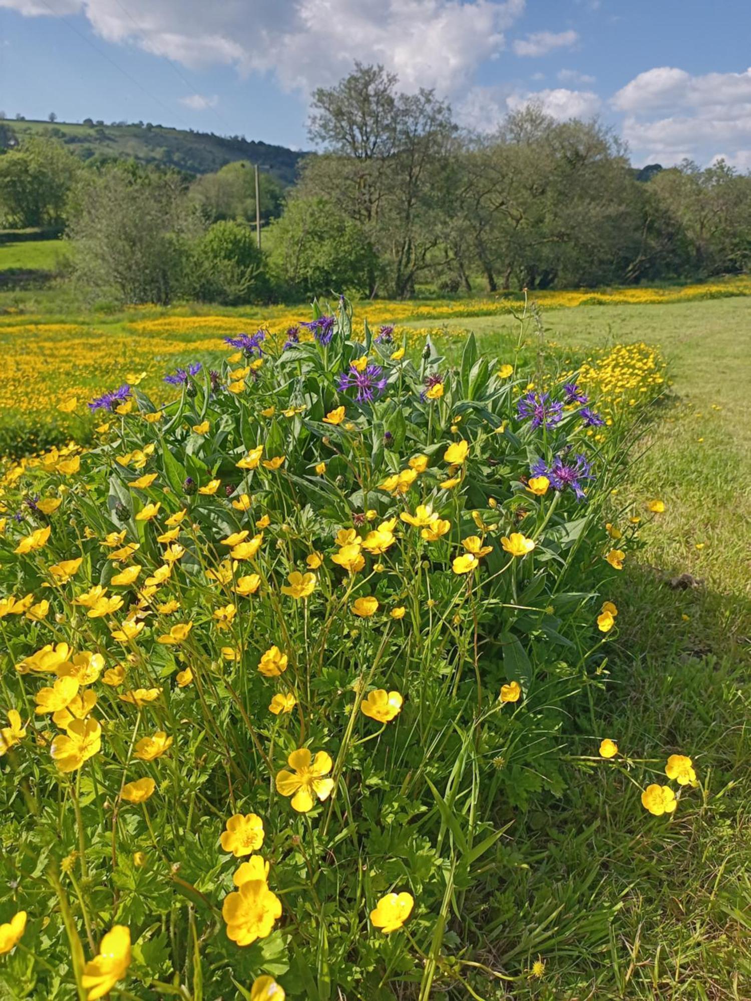 Oak Tree Farm 호텔 Llanfynydd 외부 사진